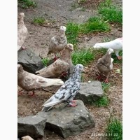 Дагестансие мраморные голуби