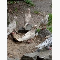 Дагестансие мраморные голуби