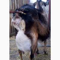 Нубійська коза дійна і Кізочка 6 місяців