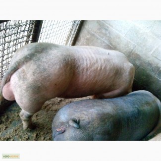 Продам поросят кнуров свиней ремсвинок Пьетрен дюрок беркшир венгерский великан мангалица
