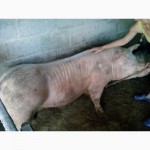 Продам поросят кнуров свиней ремсвинок Пьетрен дюрок беркшир венгерский великан мангалица