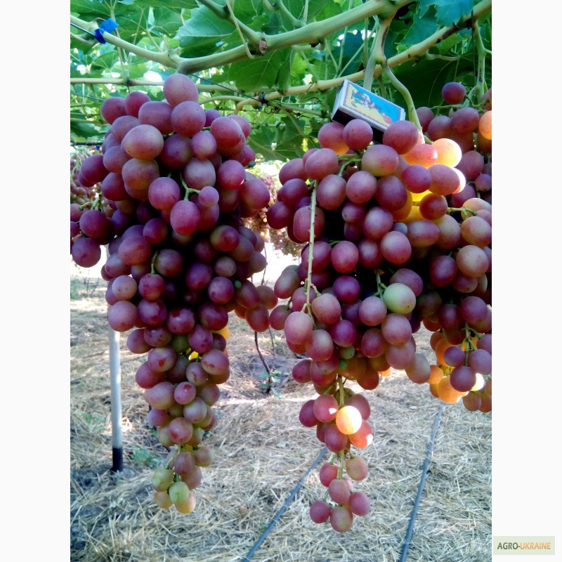Преображение виноград фото и описание сорта