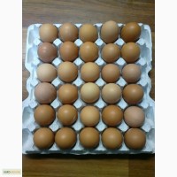 Продам яйцо куриное С0, С1, С2, С3 оптом, Харьковская обл.