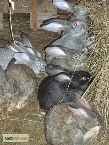 Фото 5. Продам кролей