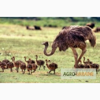 Комбикорм для страусов