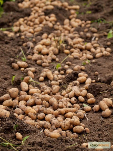Фото 2. Насіннєва картопля. Провідні компанії Європи - SOLANA та DEN HARTIGH