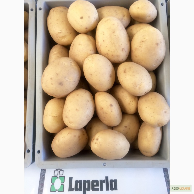 Фото 4. Насіннєва картопля. Провідні компанії Європи - SOLANA та DEN HARTIGH