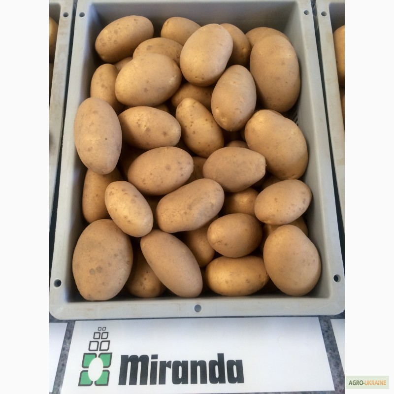 Фото 5. Насіннєва картопля. Провідні компанії Європи - SOLANA та DEN HARTIGH