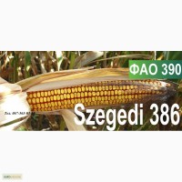 Семена кукурузы Венгерской селекции Сегеди 386 (ФАО 390)