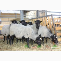 Продам овець Романівської породи