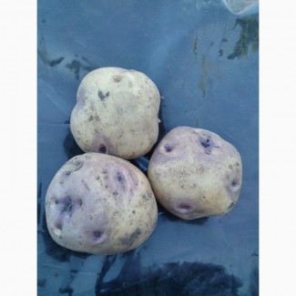 Продам картофель белый с фиолетовыми глазками сорта Ольвия