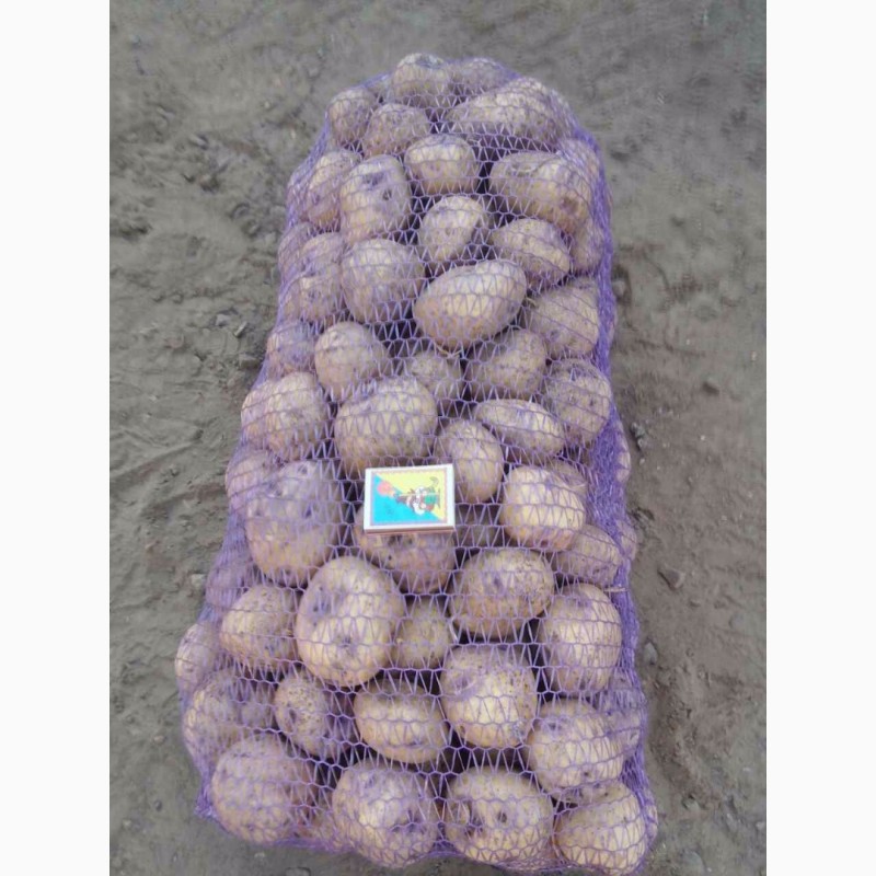 Фото 2. Продам картофель белый с фиолетовыми глазками сорта Ольвия