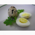 Эко - свежие яйца перепелов, домашние