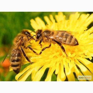 Продам пчелосемьи, Пчелы