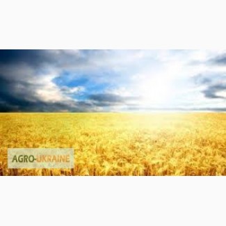 Закупаем пшеницу по всей Украине