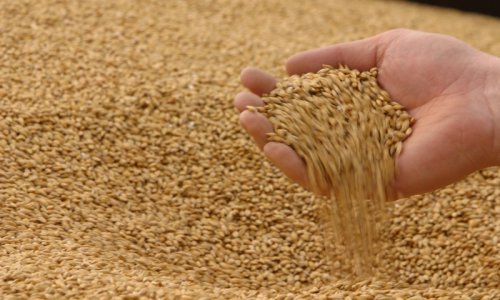 Фото 2. Куплю пшеницу, ячмень, кукурузу, рапс, сою и семечку