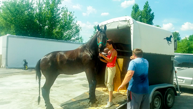 Фото 2. Перевозка лошадей и крупных с/х животных по Украине