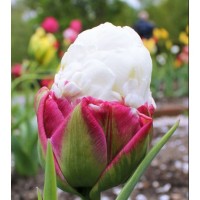 Продам луковицы тюльпана Ice Cream