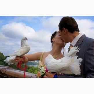 Продажа почтовых голубей на свадьбу