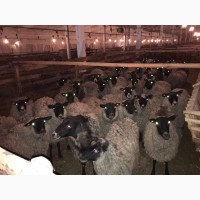 Продам овцы selling sheep romanov