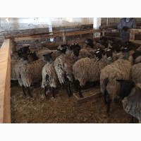 Продам овцы selling sheep romanov