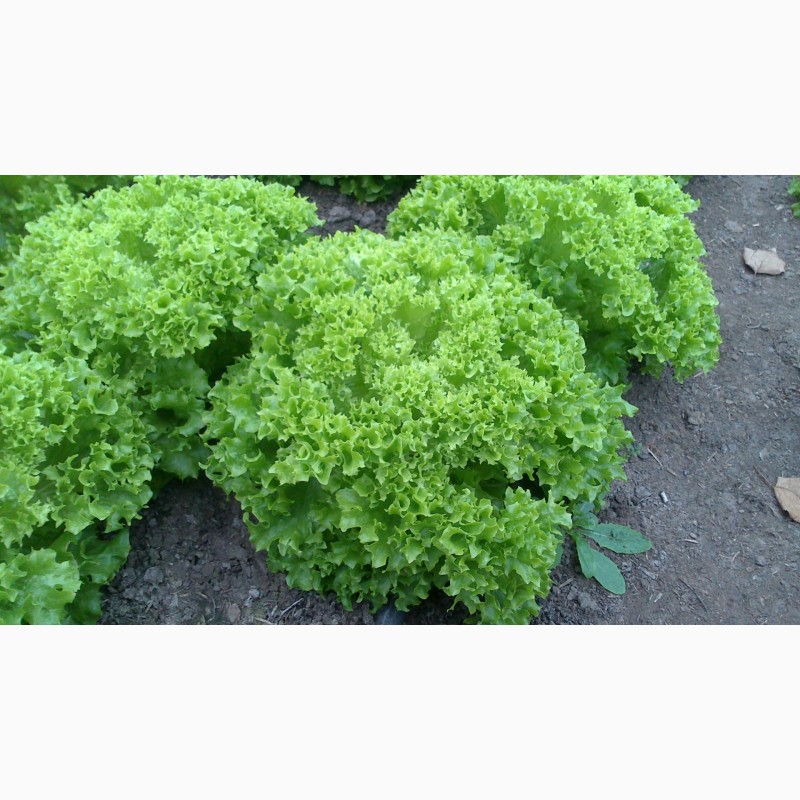 Куплю зеленый салат
