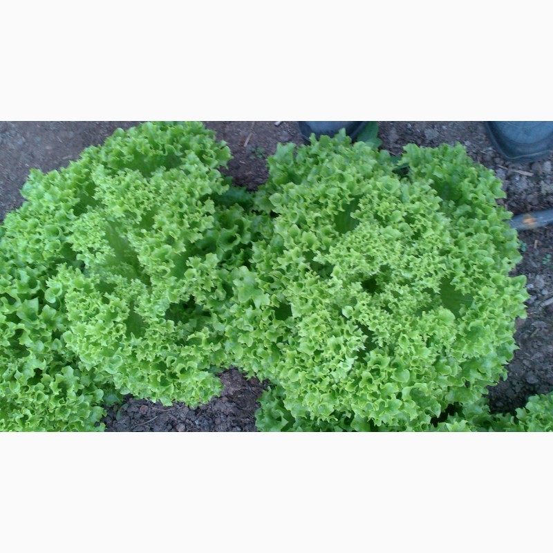 Фото 2. Куплю зеленый салат