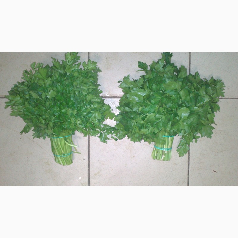 Фото 3. Куплю зеленый салат