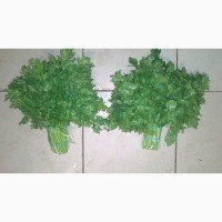 Куплю зеленый салат