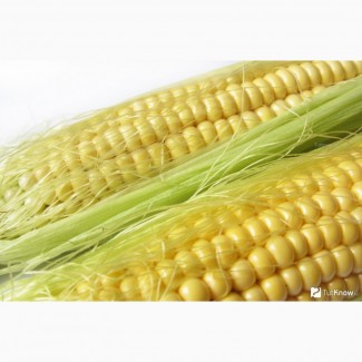 Семена кукурузы Гран 310 Среднеспелый ФАО 250 (ВНИИС)