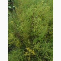 Продам саженцы, корневища зеленой спаржи UC-157 F2 (США)