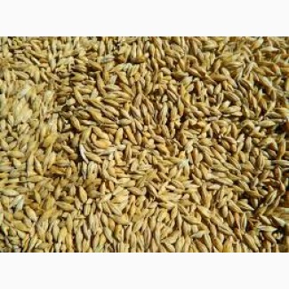 Компанія закупляє Кукурудзу відходи кукурудзи Пшеницю(Фураж)ячмінь сою