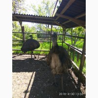 Продам страусов Эму