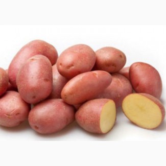 Продам домашню картоплю Белла Роса 1 тонну