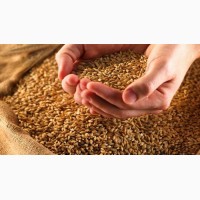 Семена озимой пшеницы CANMOR, озимый элитный канадский сорт