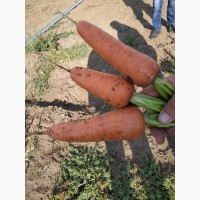 Продам морковь Абако от производителя