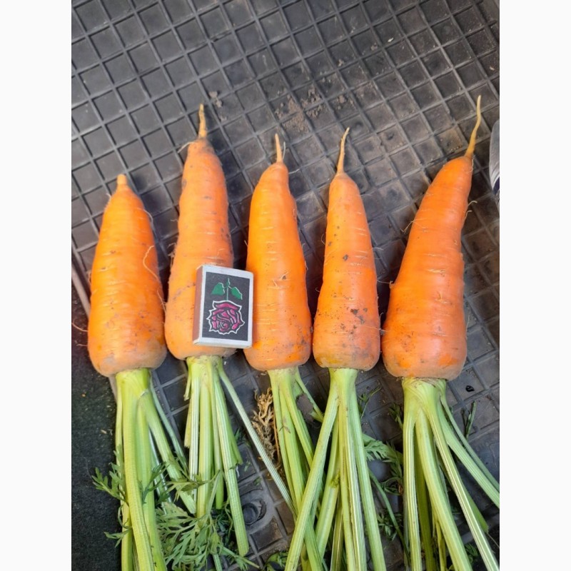 Фото 2. Продам морковь Абако от производителя