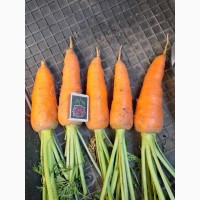 Продам морковь Абако от производителя