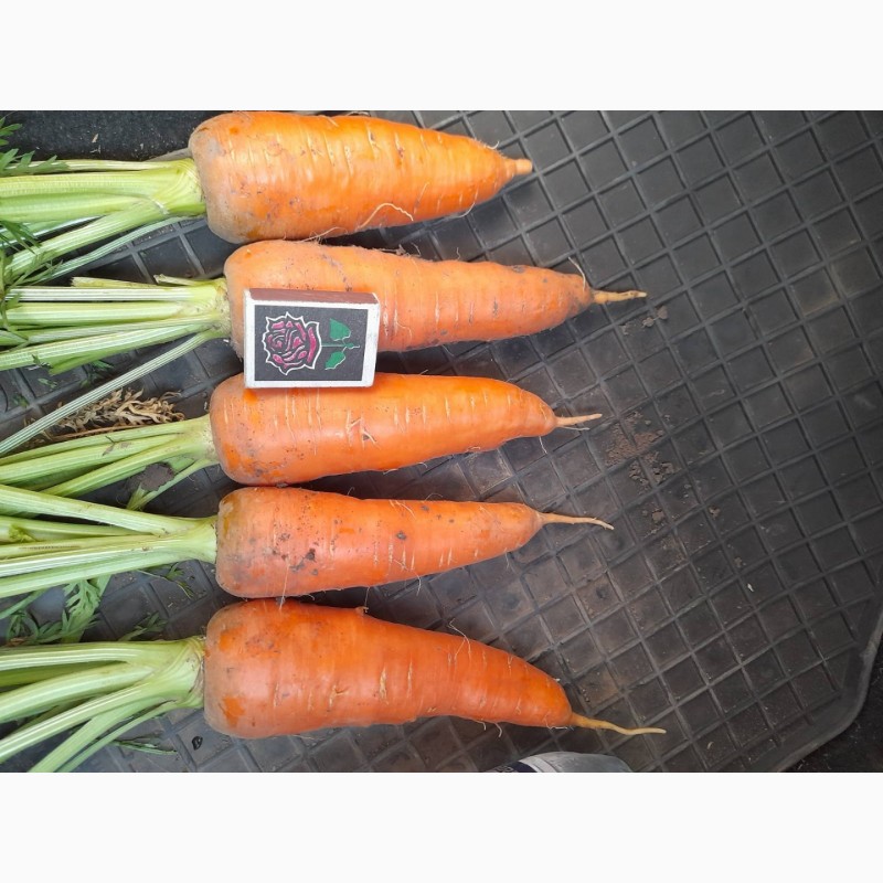 Фото 3. Продам морковь Абако от производителя