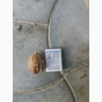 Продам грецкий орех