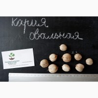 Кария овальная семена (10 шт) орех для саженцев, насіння на саджанці горіх карія