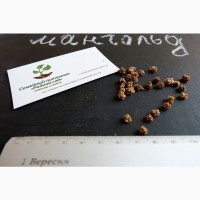Мангольд семена 50шт (листовая свекла, римская капуста, свекольник) насіння