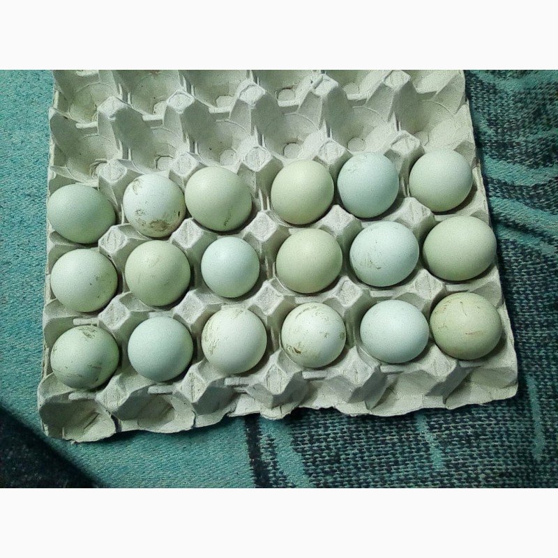 Фото 2. Продам яйця Амераукана 25 грн штука