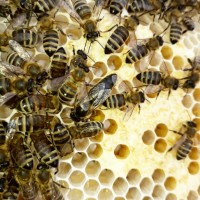 Продам плідні бджоломатки карпатської породи 2024