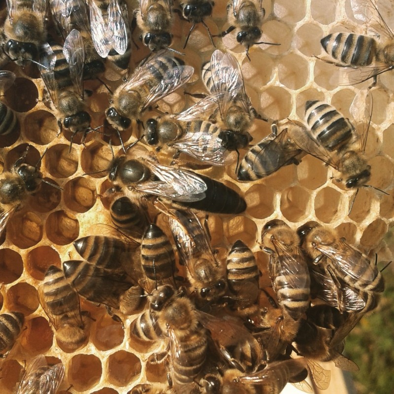 Фото 3. Продам плідні бджоломатки карпатської породи 2024року ціна от 250 до 300