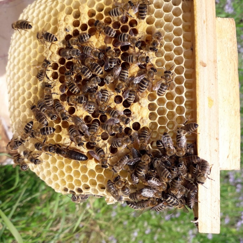 Фото 6. Продам плідні бджоломатки карпатської породи 2024року ціна от 250 до 300