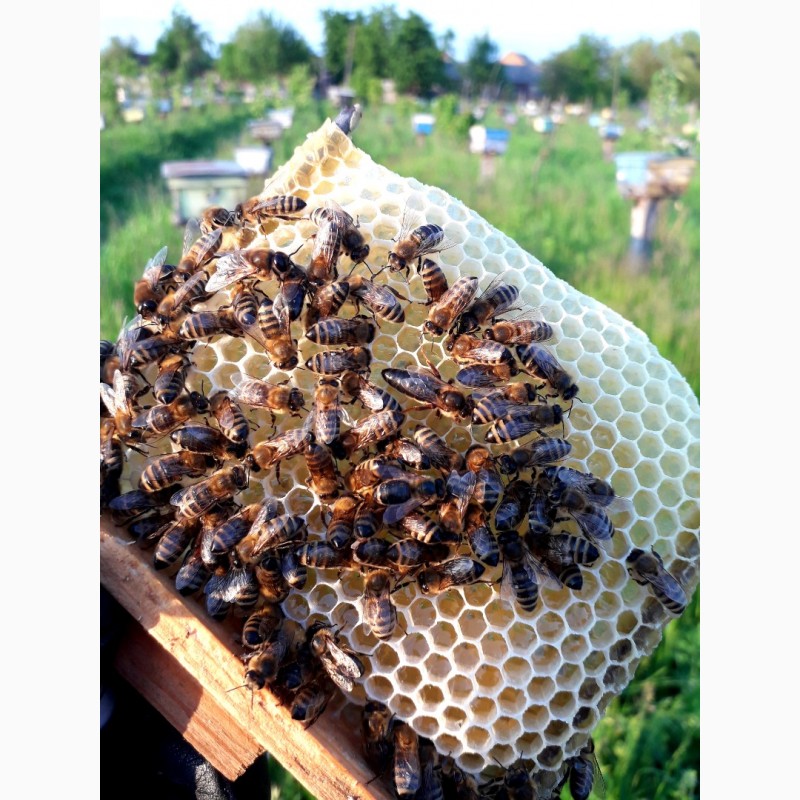 Фото 7. Продам плідні бджоломатки карпатської породи 2024року ціна от 250 до 300