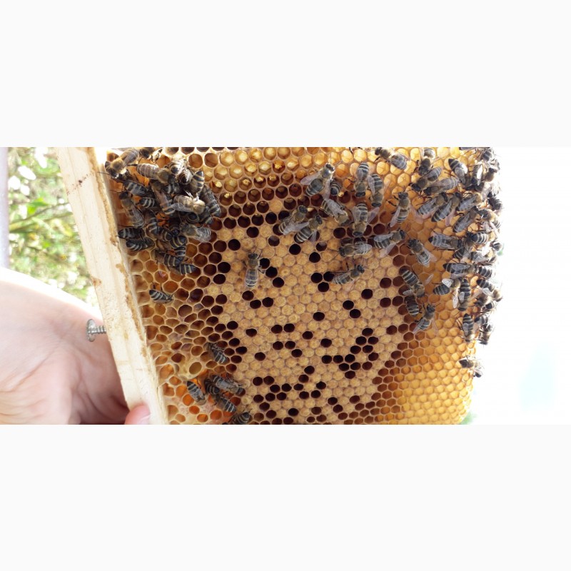Фото 8. Продам плідні бджоломатки карпатської породи 2024року ціна от 250 до 300