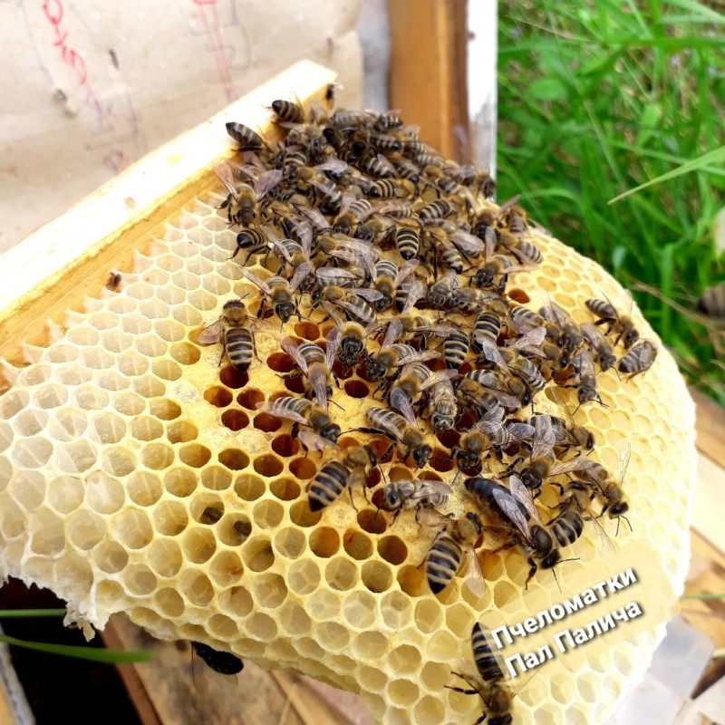 Фото 9. Продам плідні бджоломатки карпатської породи 2024року ціна от 250 до 300
