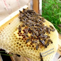 Продам плідні бджоломатки карпатської породи 2024року ціна от 250 до 300